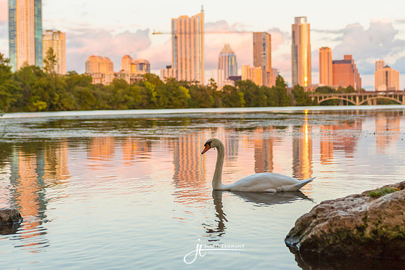 Swan on Town Lake
