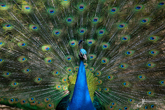 Peacock
