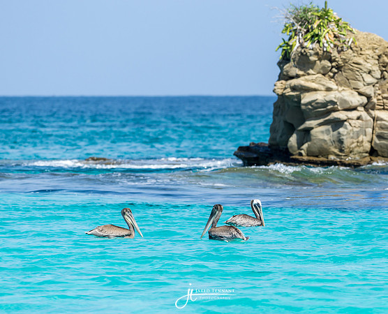 Pelicans just off Contadora Island