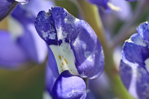 Macro  shot of a Bluebonnett Flower