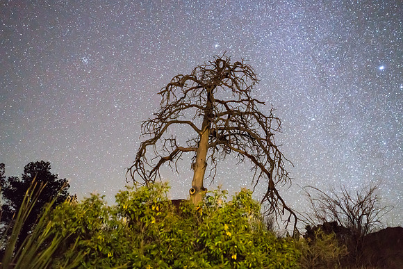 Big Bend National Park