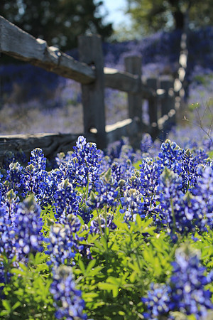 Bluebonnets in the hill country