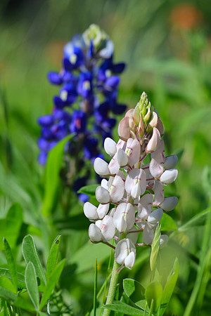albino bluebonnet