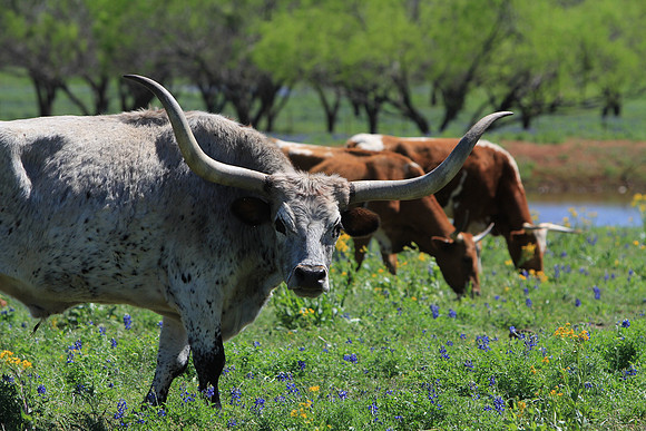 Texas Longhorns