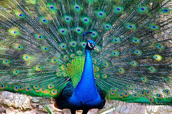 Peacock in Austin