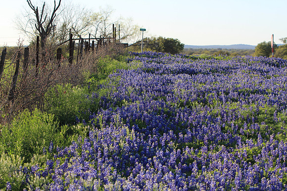 Bluebonnets