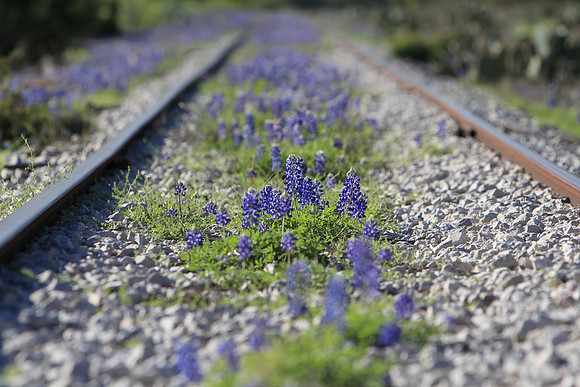 Bluebonnets