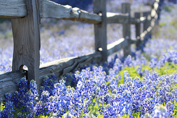 Bluebonnets