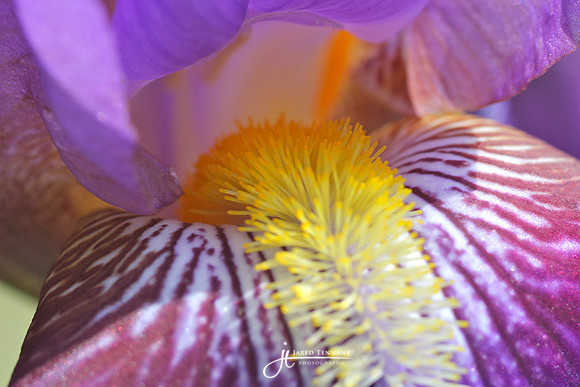 Iris in my parents front yard.