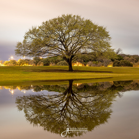 Tree of Life