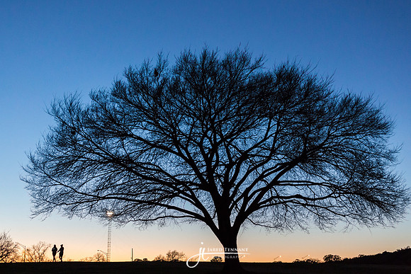 Large Tree at Zilker Park